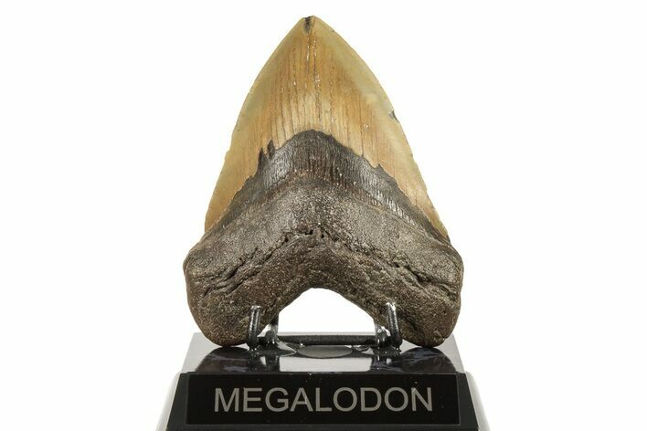 Fossil Megalodon Tooth - North Carolina #192479